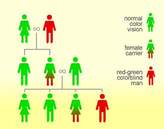 Color Blind Genetics